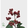 Rubus Fr Chester Extra