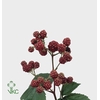 RUBUS FR CHESTER