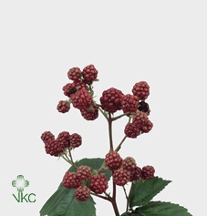 Rubus (braam)