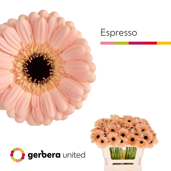 <h4>Germini Espresso Water</h4>