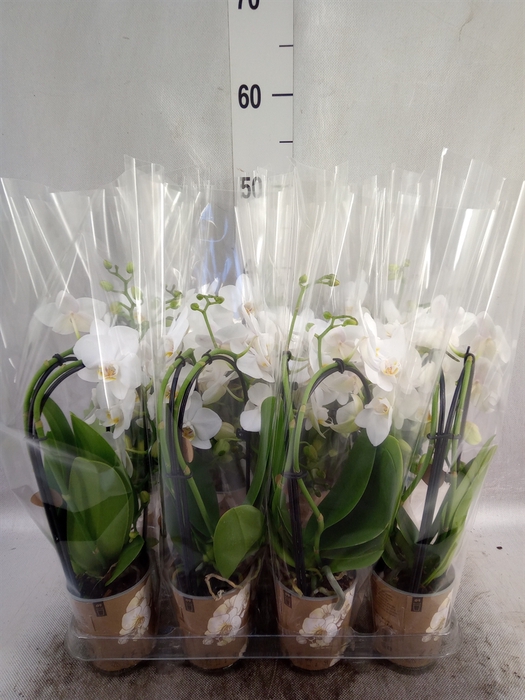 <h4>Phalaenopsis  'Elegant Cascade'</h4>