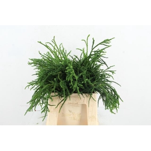 CONIFEER CRYPT. RASEN SUGI PER BUNCH