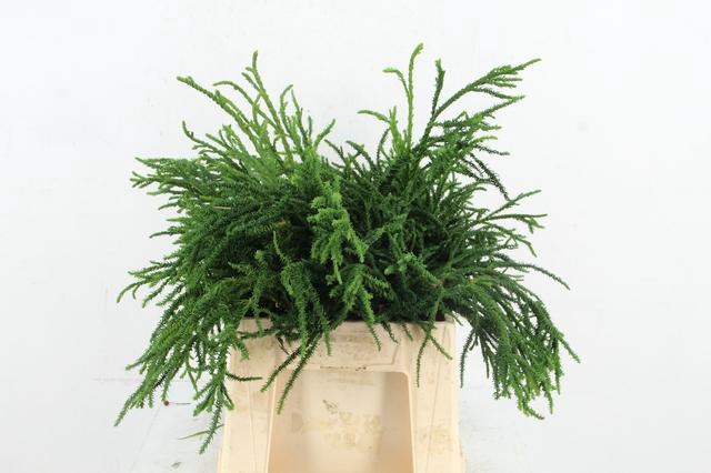 <h4>CONIFEER CRYPT. RASEN SUGI PER BUNCH</h4>