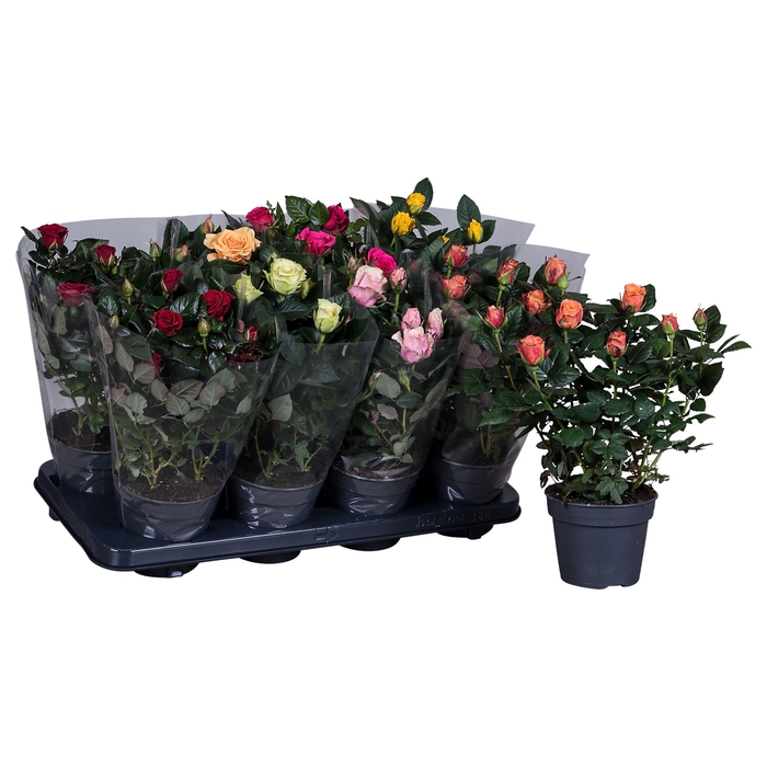 <h4>Nolina Roses Ø 13 cm Mix Blanco sleeve</h4>