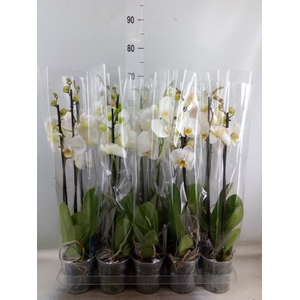 Phalaenopsis   ...