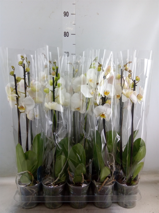 <h4>Phalaenopsis   ...</h4>