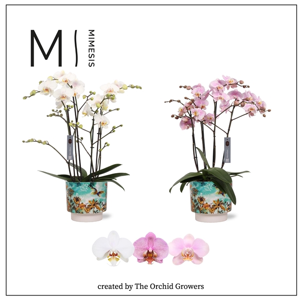 <h4>Mimesis Phal. Marvellous Mix - 50+ flowers 17cm in Camelia Fresia ceramic</h4>