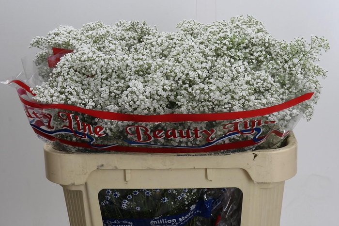 <h4>Gyps Million Stars</h4>