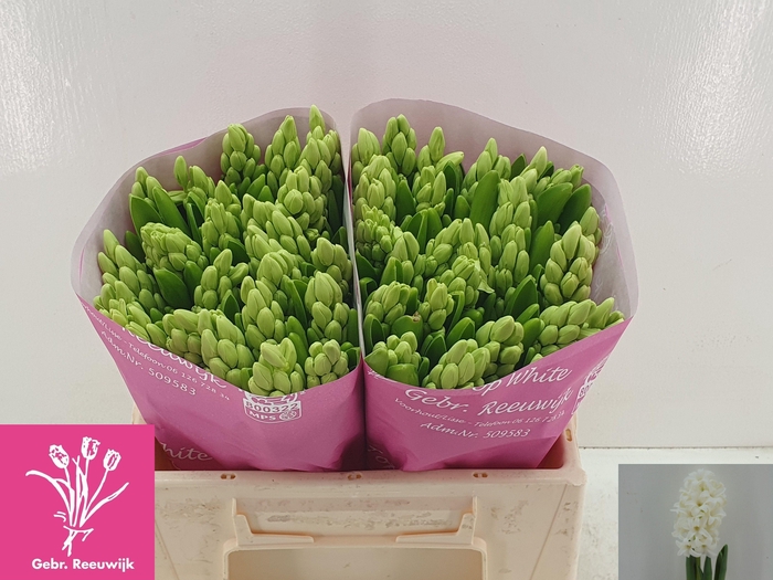 <h4>HYAC TOP WHITE</h4>