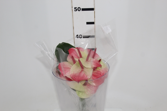 <h4>ANTHURIUM ZAFIRA 6/7.5 025 CM DIAM MIN 6 CM BRANCO/VERDE</h4>