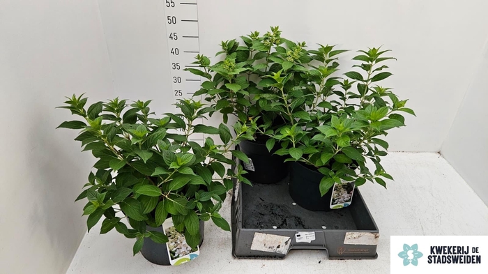 <h4>HYDR PANICULATA</h4>