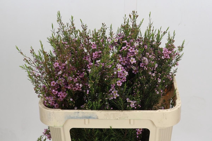 <h4>Chamelaucium Kerryn</h4>