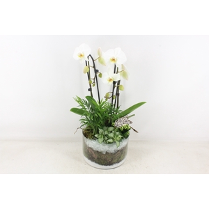 arr2 PL - Glas cilinder phal. wit