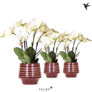 Kolibri Orchids Phalaenopsis Jewel Ghent 4 spike in Moonstone pot red