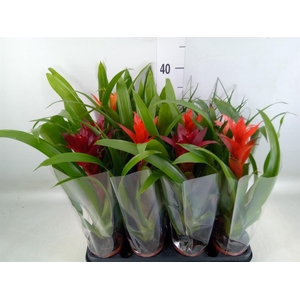 Bromelia   ...mix