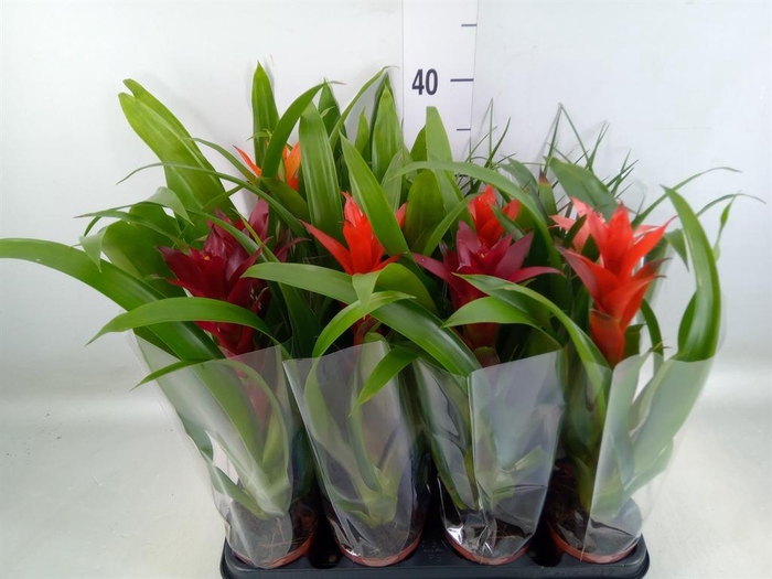 <h4>Bromelia ...mix</h4>