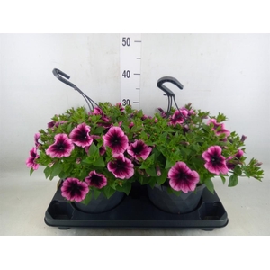 Petunia  'Surfinia'   ...mix