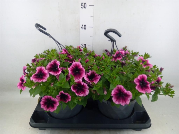<h4>Petunia  'Surfinia'   ...mix</h4>
