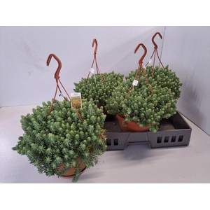 SEDUM REFLEXUM