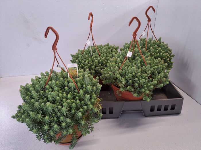 <h4>SEDUM REFLEXUM</h4>