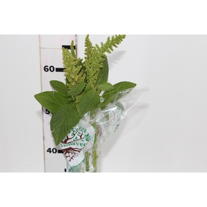AMARANTHUS RETROFLEXUS 060 CM VERDE