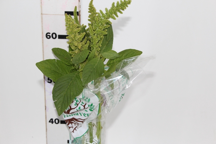 AMARANTHUS RETROFLEXUS 060 CM VERDE