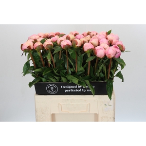 Paeonia Angel Cheeks