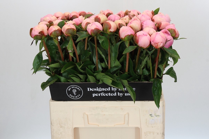 <h4>Paeonia Angel Cheeks</h4>