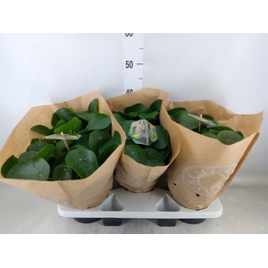 Pilea peperomioides