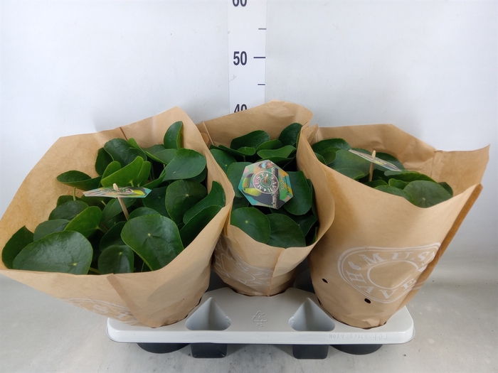 <h4>Pilea peperomioides</h4>