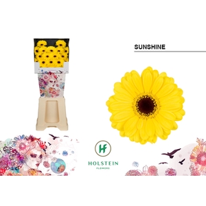 GE MI Sunshine diamond x80
