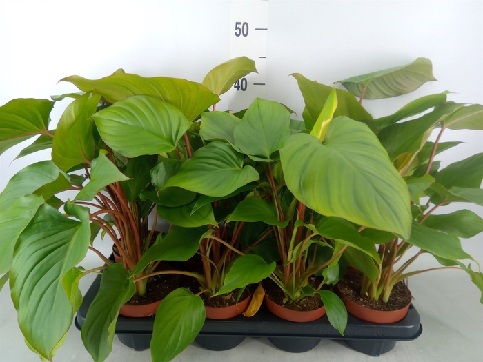 <h4>Homalomena rubescens 'Maggy'</h4>