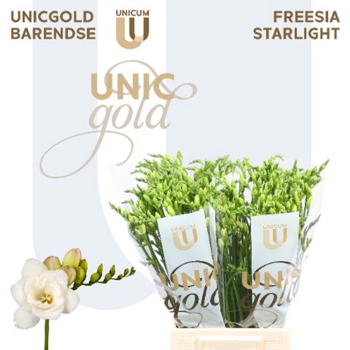 <h4>FREESIA DU 'STARLIGHT' WHITE</h4>