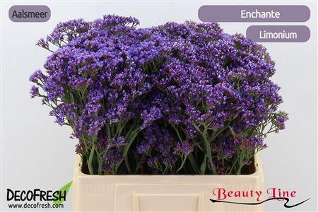 <h4>LIM PE ENCHANTE 60/25GR</h4>