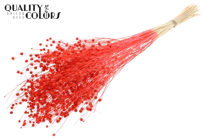 <h4>Lino Vlas per bunch in poly Intense Coral</h4>