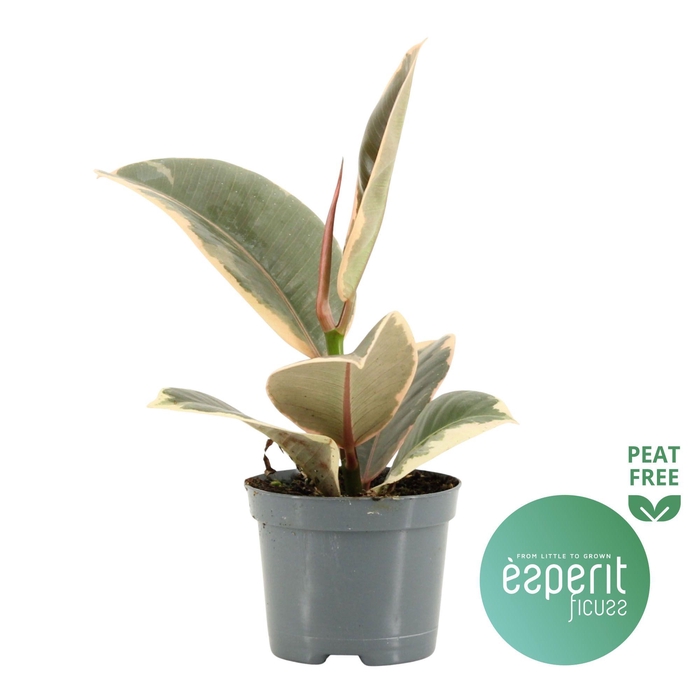 <h4>Ficus elastica Tineke</h4>