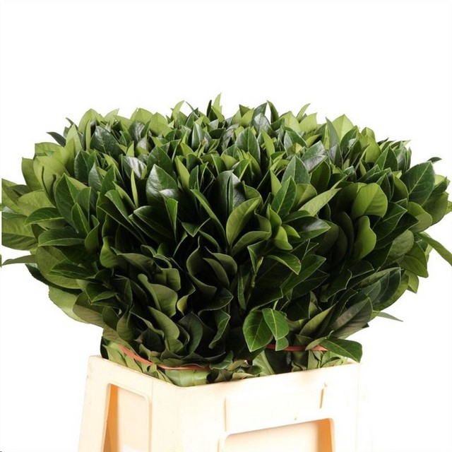 <h4>Cocculus laurifolius</h4>