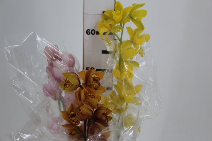 <h4>CYMBIDIUM VARIADO</h4>