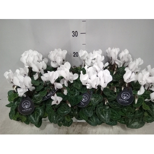 Cyclamen MD   ...patio