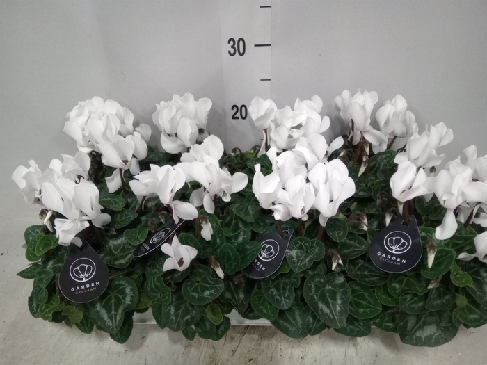 <h4>Cyclamen MD   ...patio</h4>