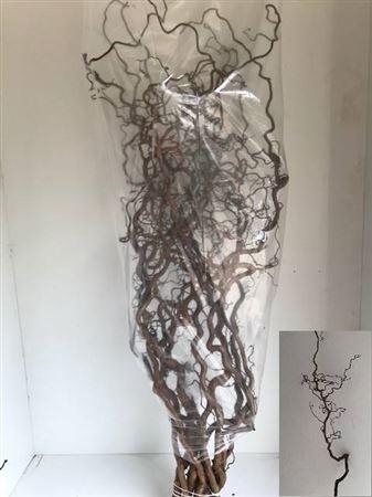 <h4>Corylus Av Contorta</h4>