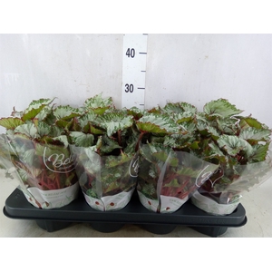 Begonia BD 'Beleaf Asian Tundra'
