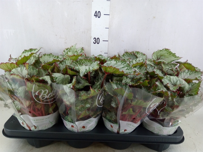 <h4>Begonia BD 'Beleaf Asian Tundra'</h4>