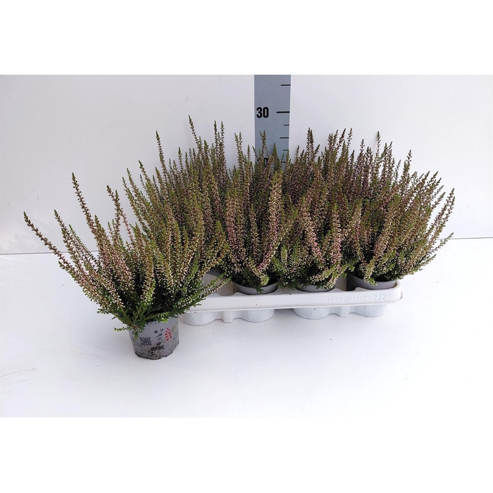 <h4>Calluna vulg. 'Beauty L Steffi'</h4>