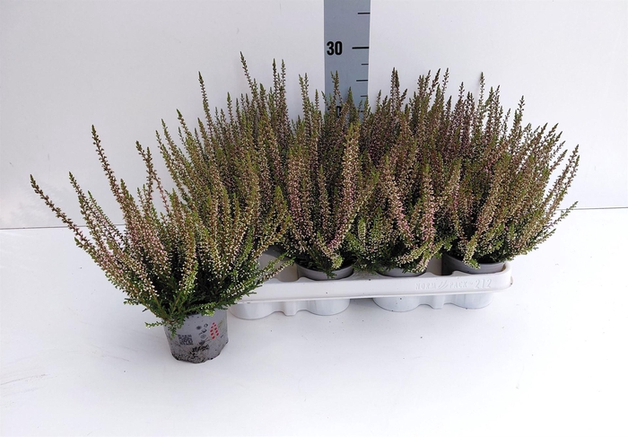 Calluna vulg. 'Beauty L Steffi'