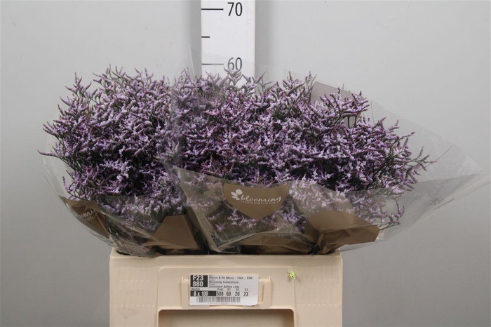 <h4>Lim Saf Lilac</h4>