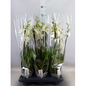 Phalaenopsis   ...white