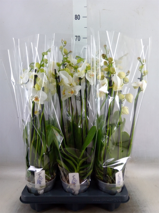 <h4>Phalaenopsis   ...white</h4>