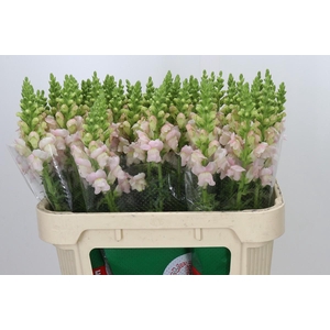 Antirrhinum majus 'Avignon Silver'