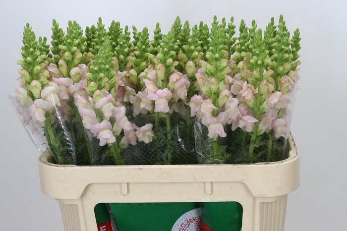 <h4>Antirrhinum majus 'Avignon Silver'</h4>